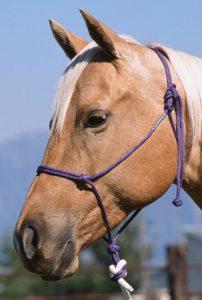Double Diamond Halter Brannaman Collection Reata Naruriimu
