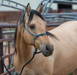 Naruriimu Silvertip Four Knot Rope Halter
