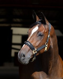 Riimu Back on Track Werano