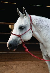 Professional's Choice Easy On Rope halter naruriimusetti
