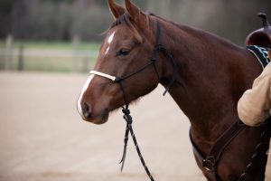 Naruriimu All That Riding Halter with Reins