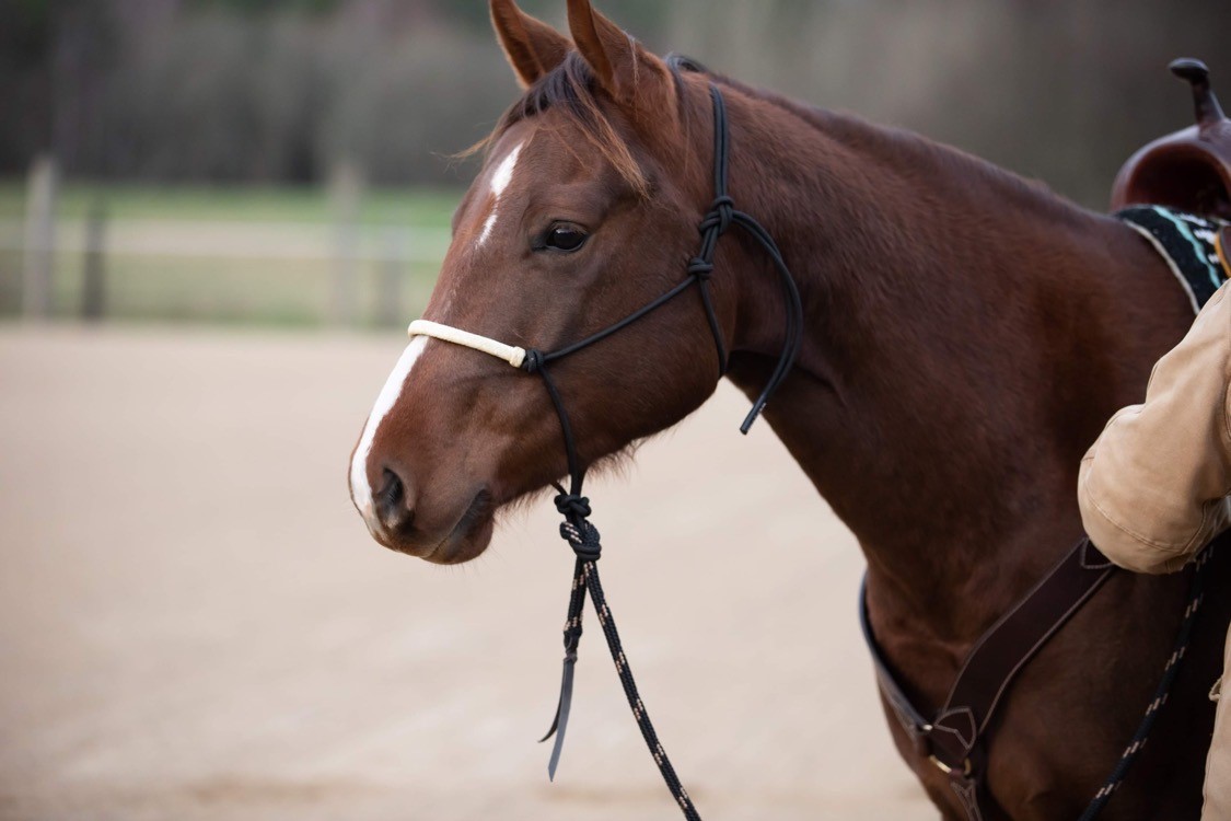 Naruriimu All That Riding Halter with Reins