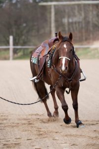 Naruriimu All That Riding Halter with Reins