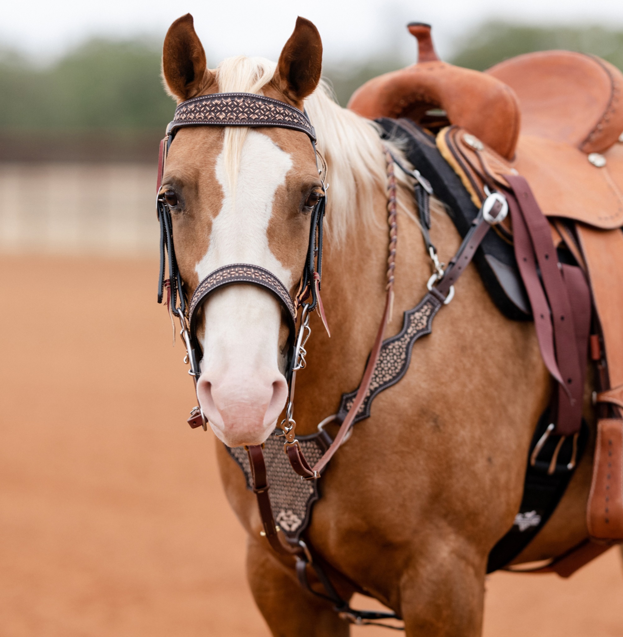 Suitset PC Chocolate Confection Headstall