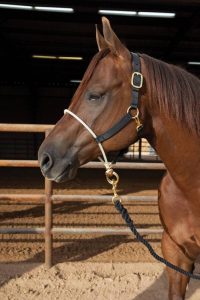 Koulutusriimu PC Rope Nose Nylon Halter