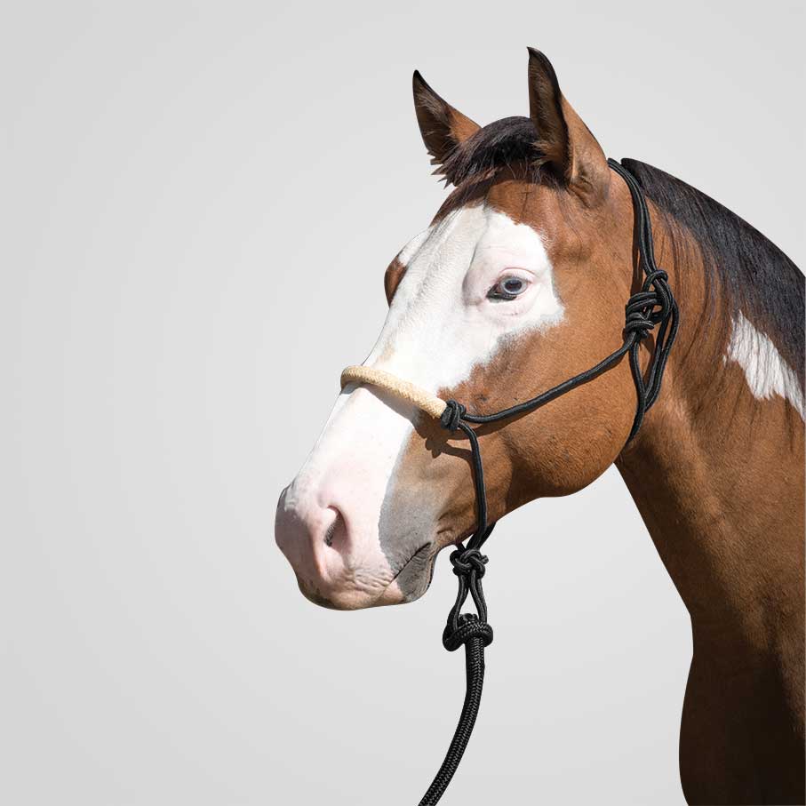 Naruriimu & köysisetti Lami-Cell Phoenix Rope halter with lead 3 m