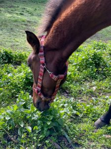 Riimu Mutt Dog & Co Horse Halter