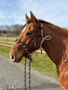 All That Soft Hackamore